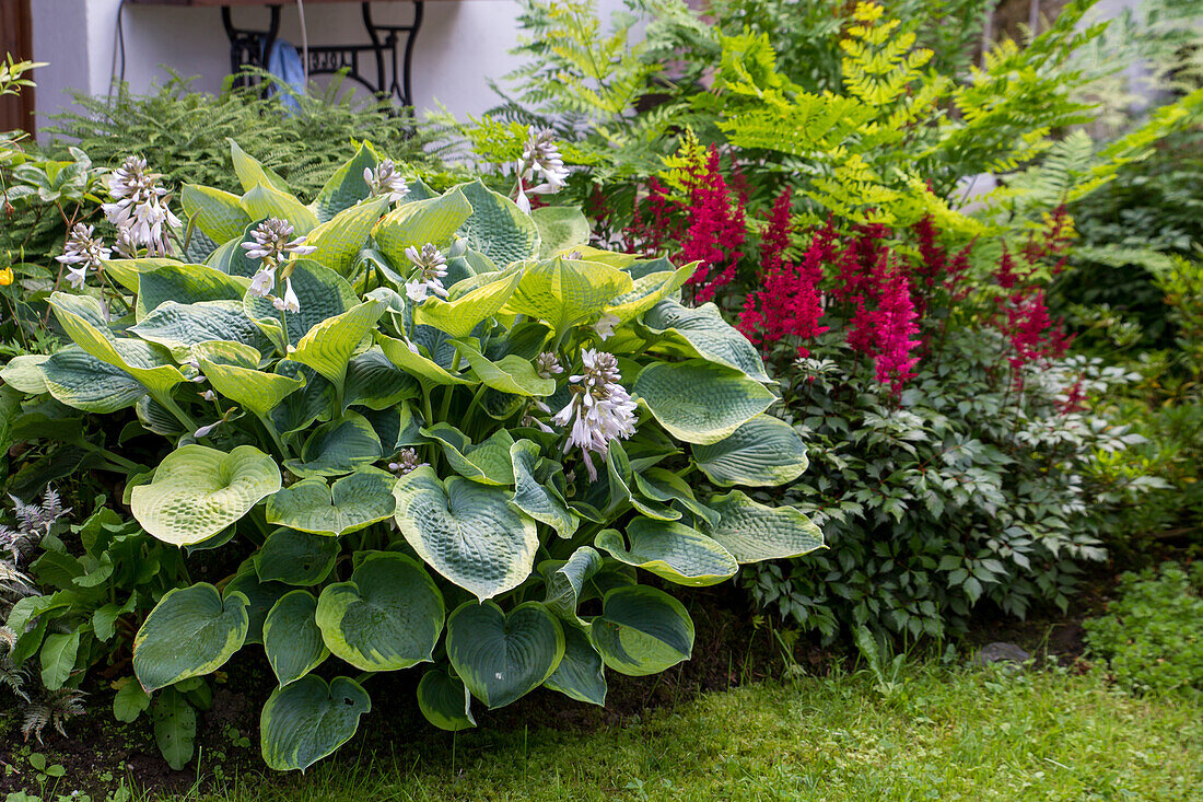 Hosta Frances Williams - Large Gold Fringe Funkie