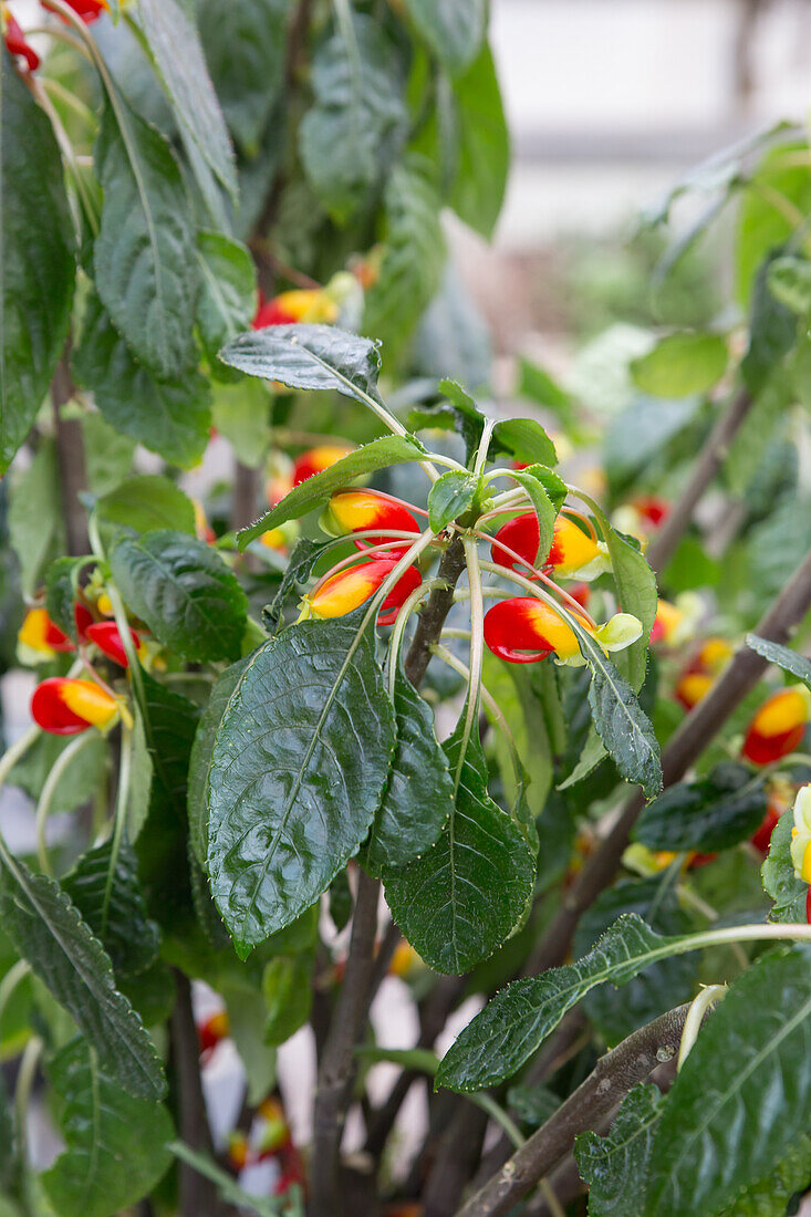 Impatiens niamniamensis - parrot plant