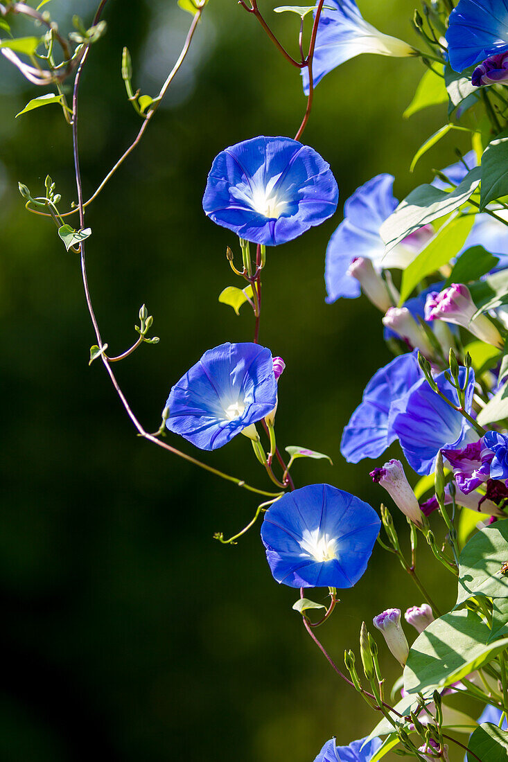 Blaue Prunkwinde (Ipomoea tricolor)