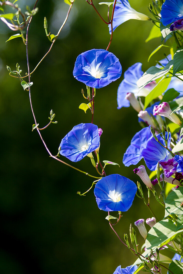 Ipomoea tricolor - Blue morning glory