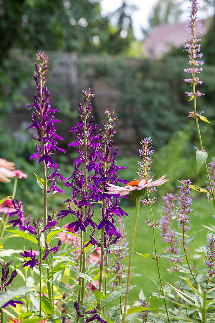 Lobelia x speciosa Hadspen Purple - Perennial Lobelia