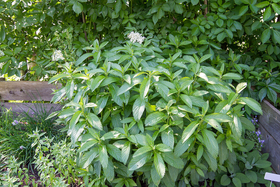 Mentha x piperita f. citrata Swiss Ricola - Swiss mint