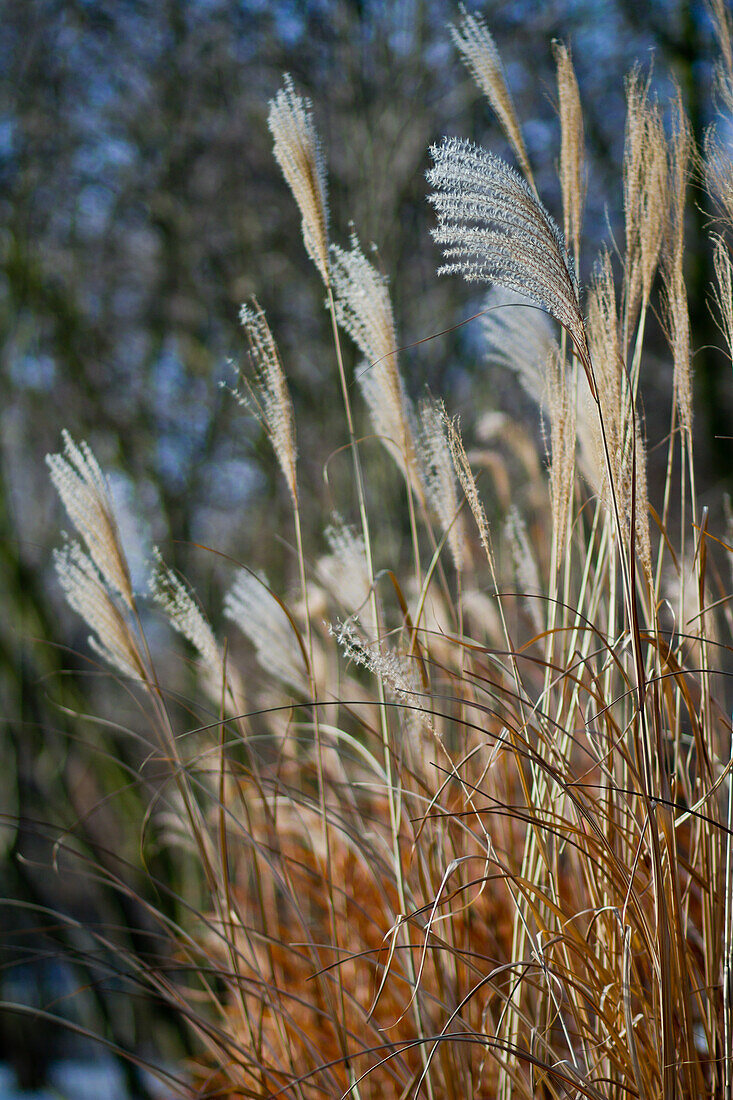 Miscanthus sinensis - China reed