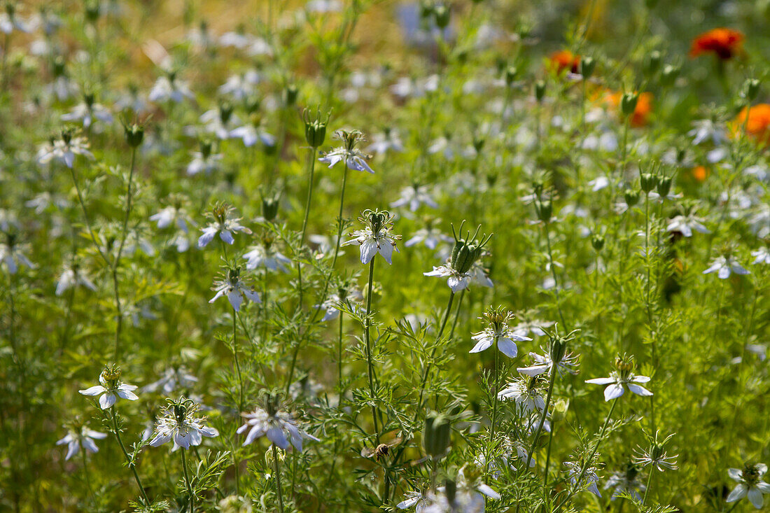 Acker-Schwarzkümmel (Nigella arvensis)