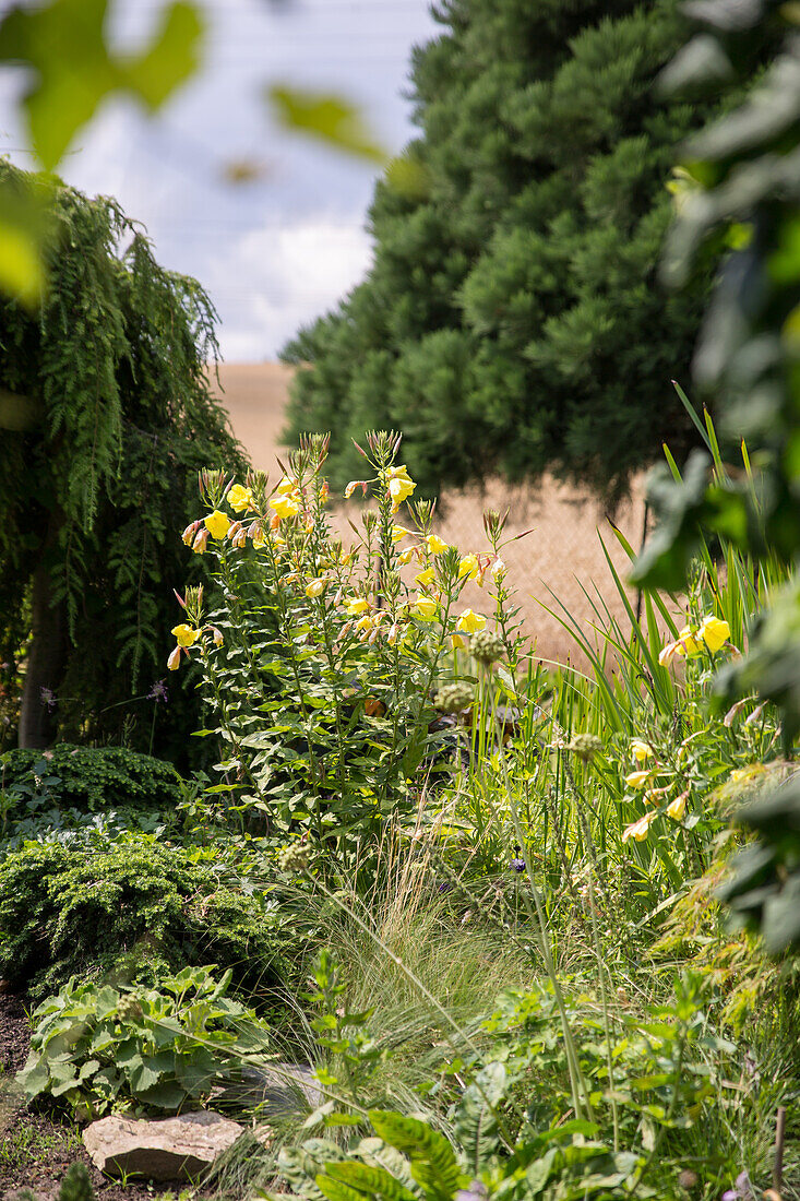 Oenothera biennis - Common Evening Primrose