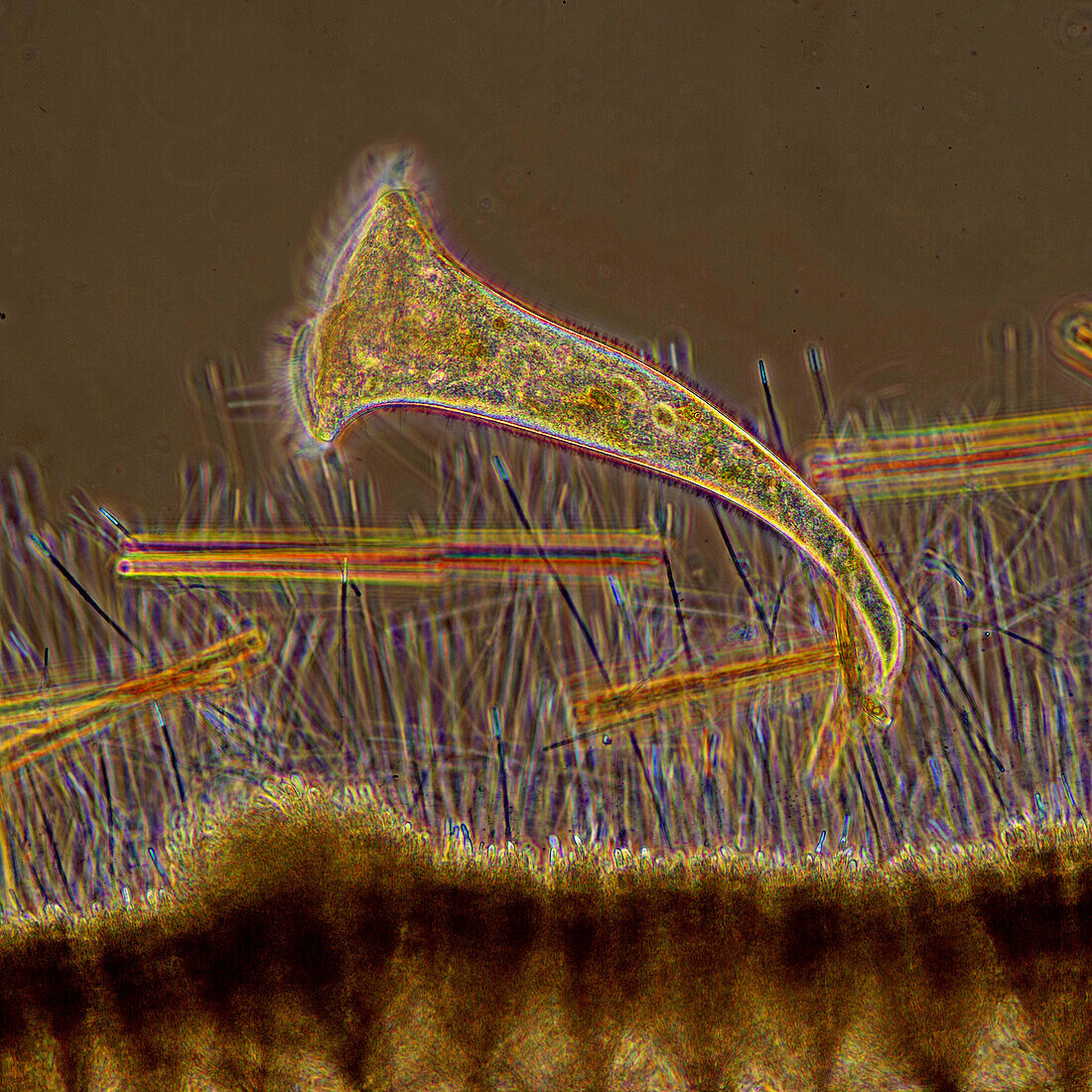 Stentor sp. ciliate and red algae, light micrograph