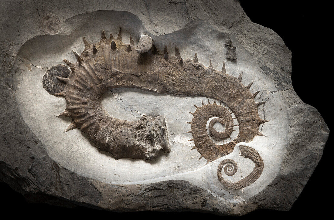 Anisoceras ornatum ammonite fossil