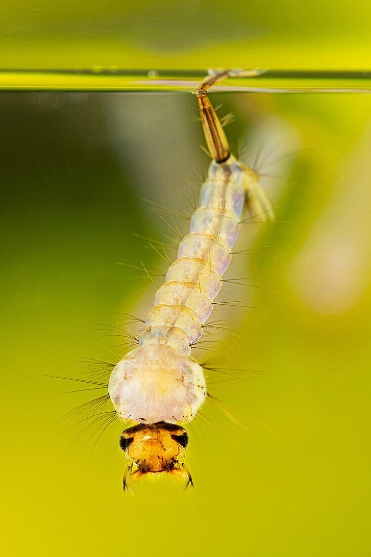 Culex quinquefasciatus mosquito larva
