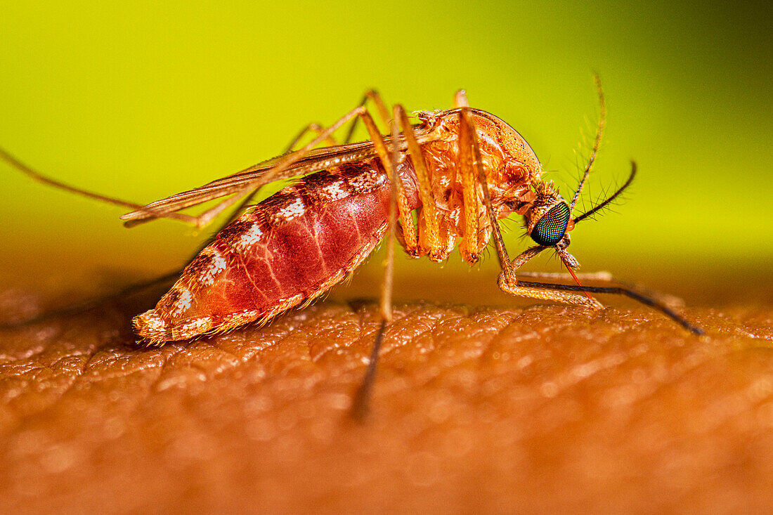 Culex quinquefasciatus mosquito feeding