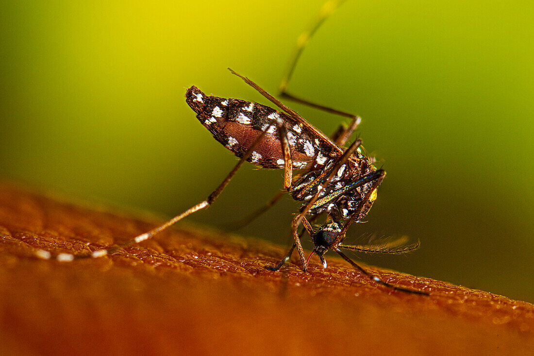 Aedes albopictus mosquito feeding