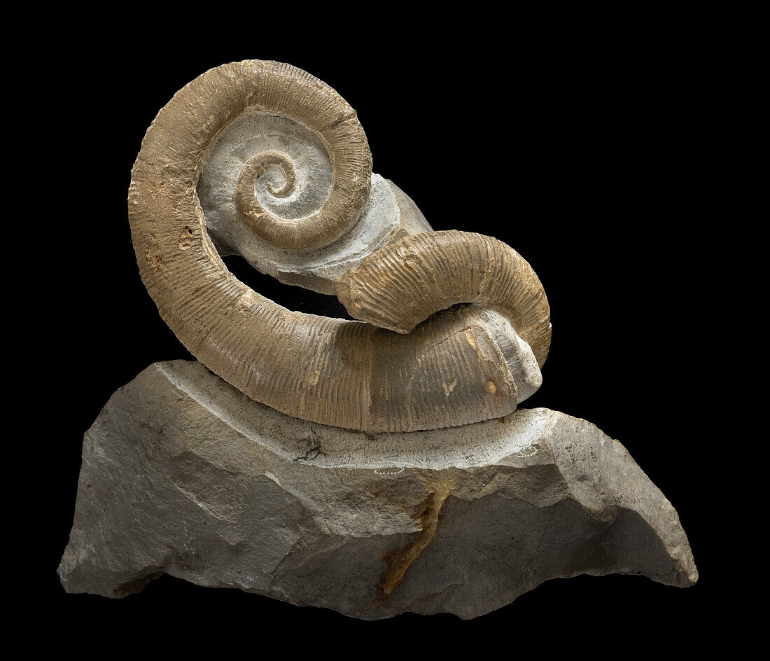 Crioceras nolani ammonite fossil