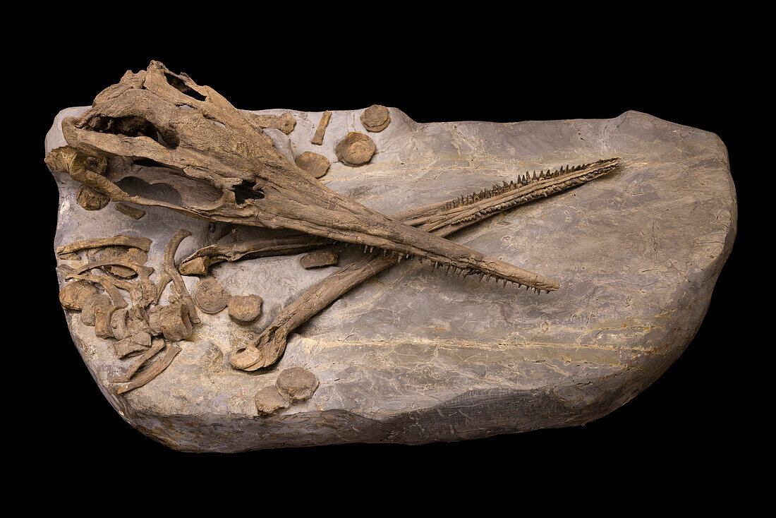 Sveltonectes sp. ichthyosaur skull and mandible