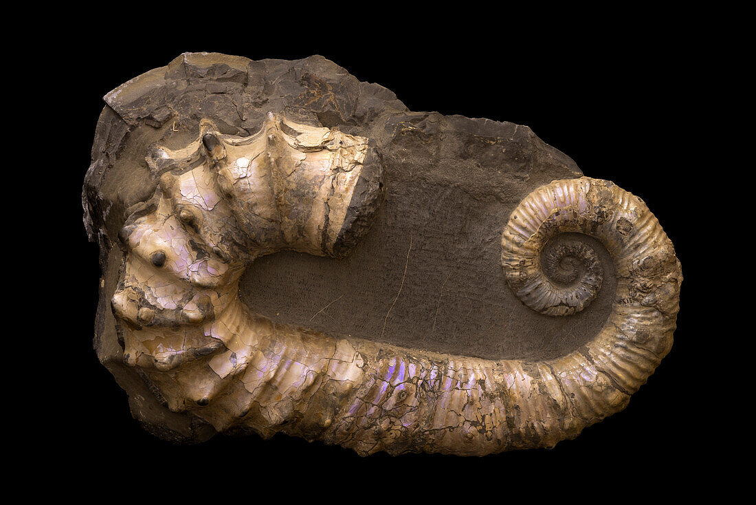 Ancyloceras sp. ammonite fossil