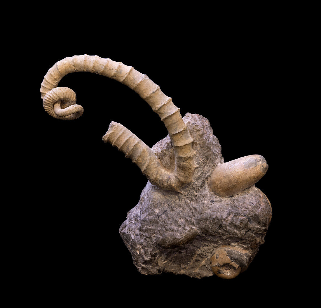 Muramotoceras yezoense ammonite fossil