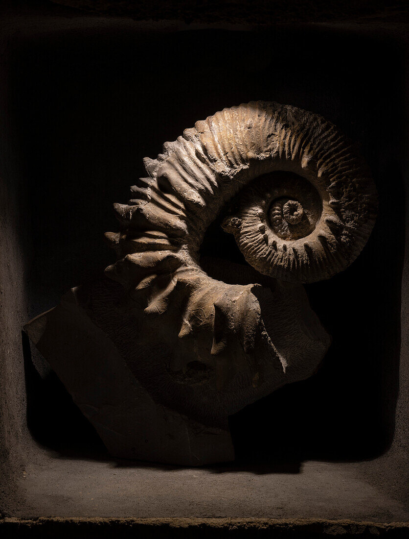 Kutatissites simionescui ammonite fossil