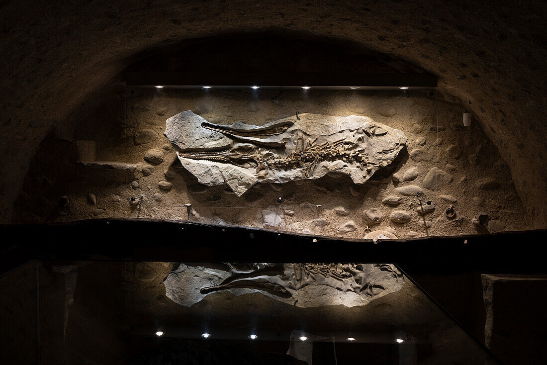 Crocodilian fossil