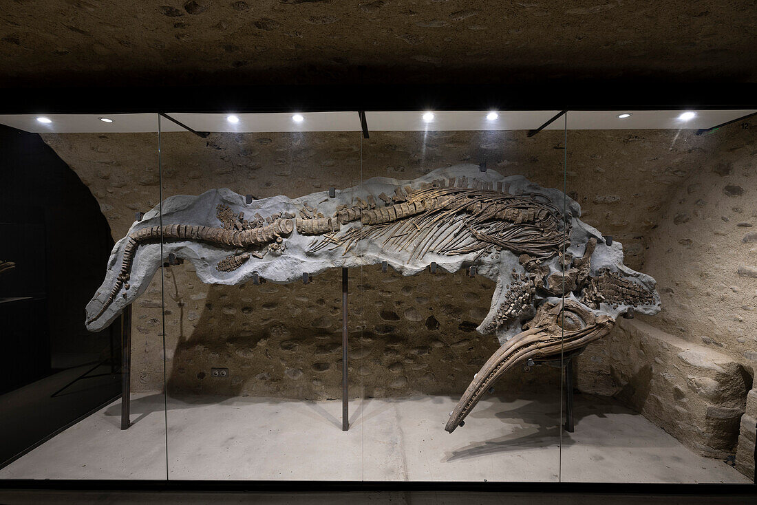Ichthyosaur