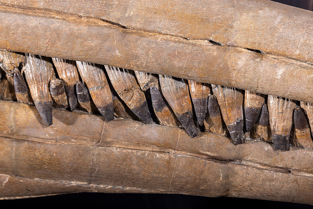 Ichthyosaur teeth