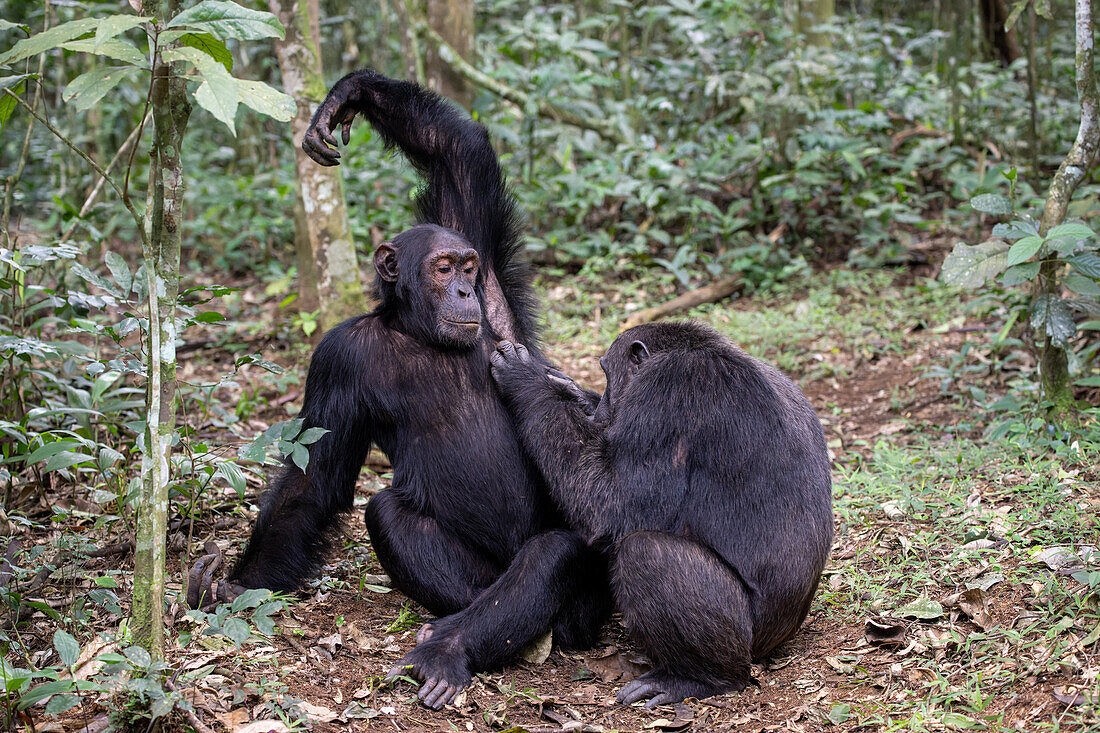 Eastern chimpanzees grooming each other