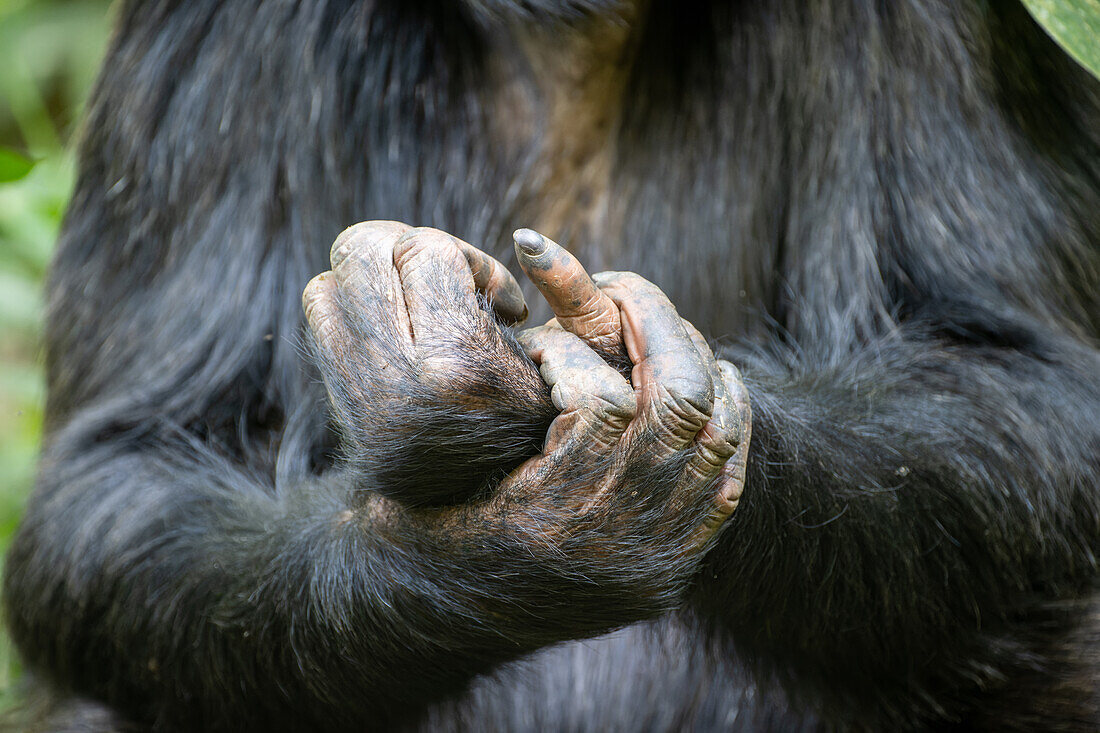 Eastern chimpanzee holding its hands