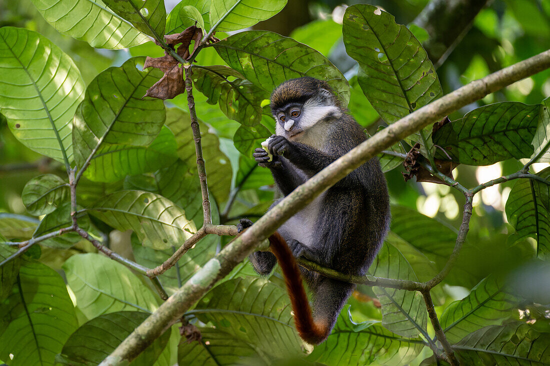 Red-tailed monkey eating