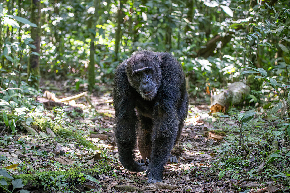 Eastern chimpanzee walking