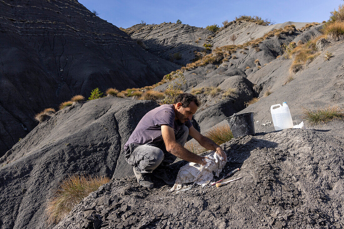 Palaeontologist preparing sample containing fossils