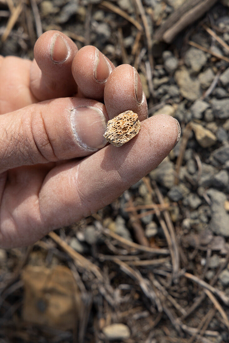 Palaeontologist holding fossil bone fragments