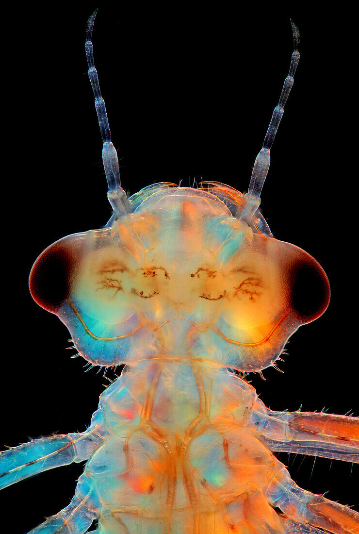 Damselfly larva, light micrograph