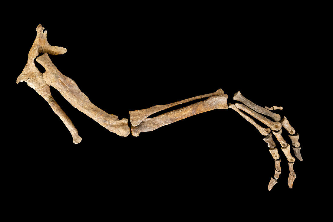 Reconstruction of the leg and pelvis of a dinosaur