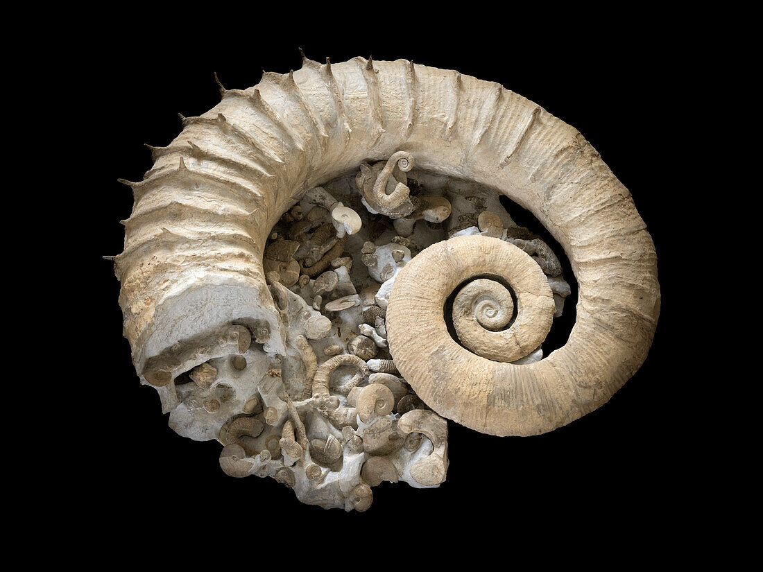 Ammonite marine cemetery