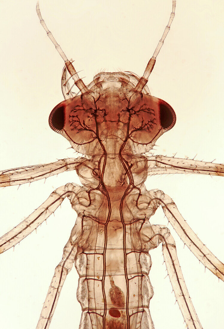 Damselfly larva with copepod inside, light micrograph