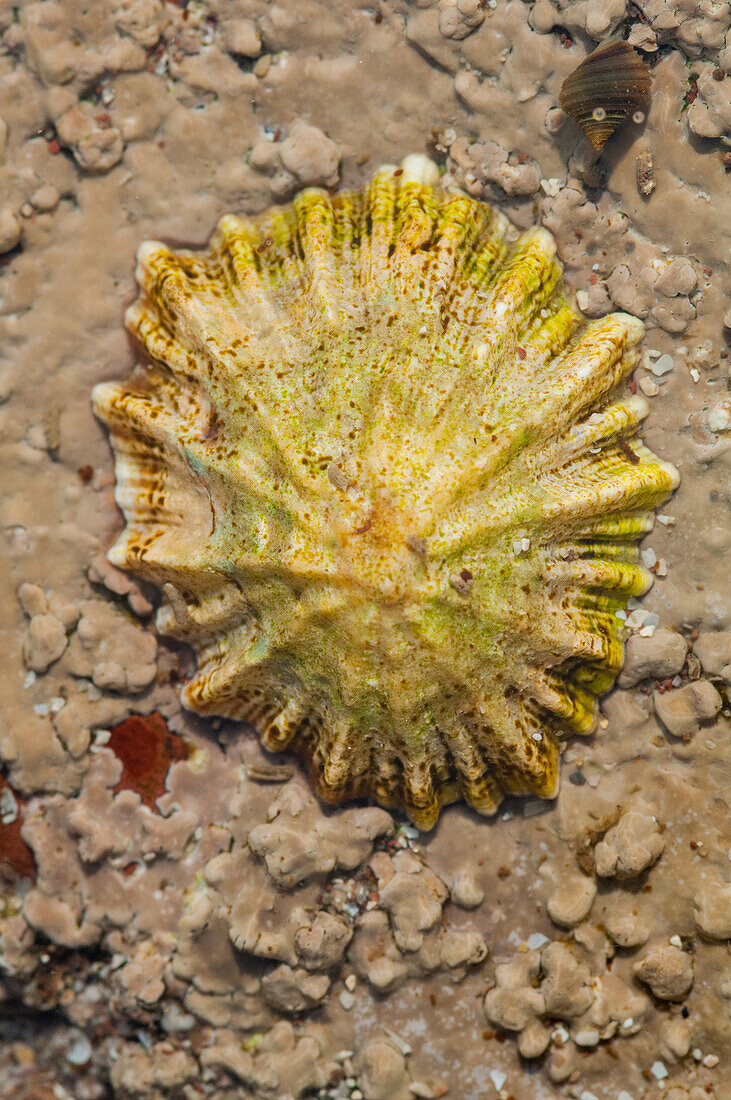 Limpet living in a rockpool