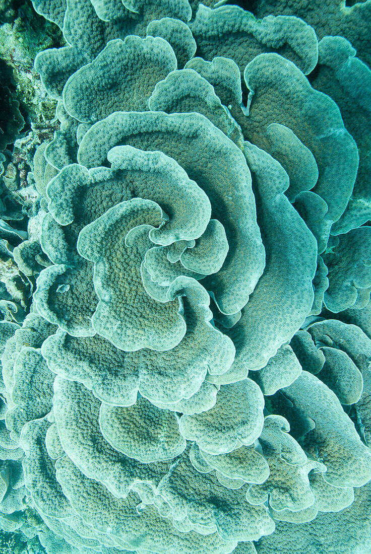 Cabbage leather coral