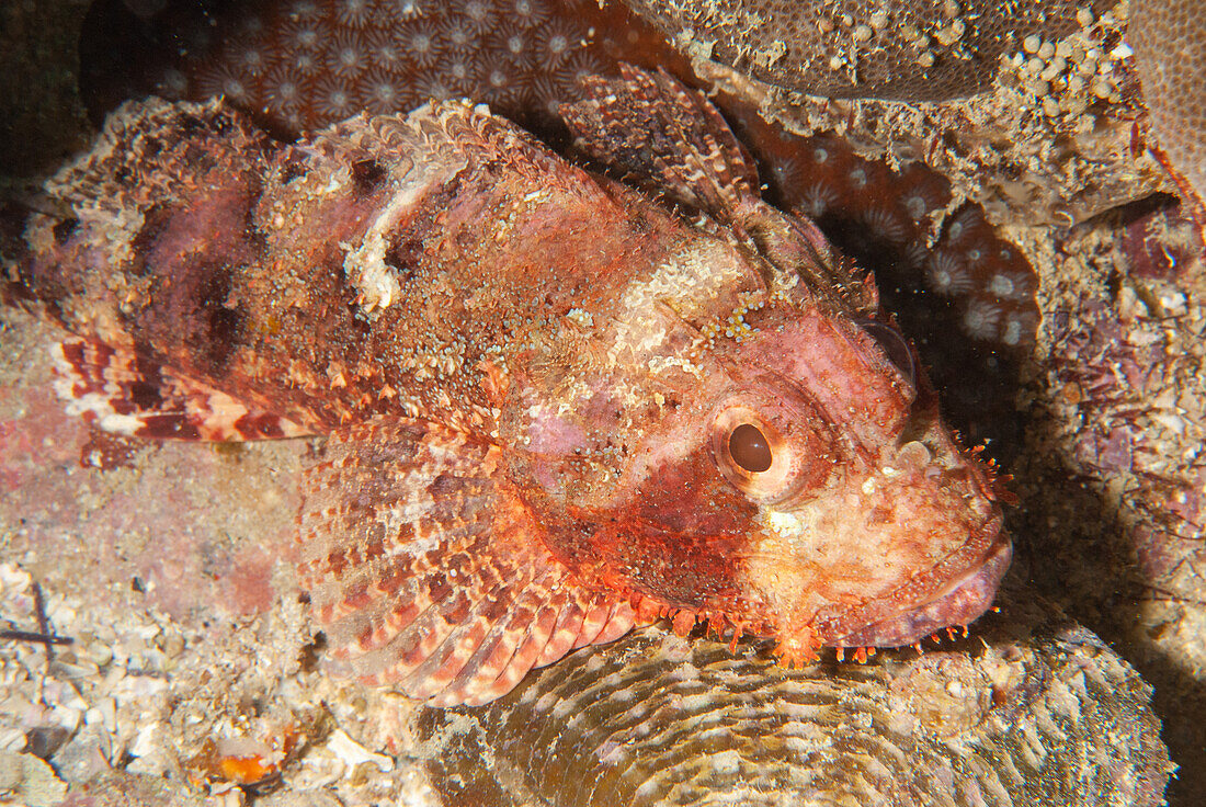 Scorpionfish