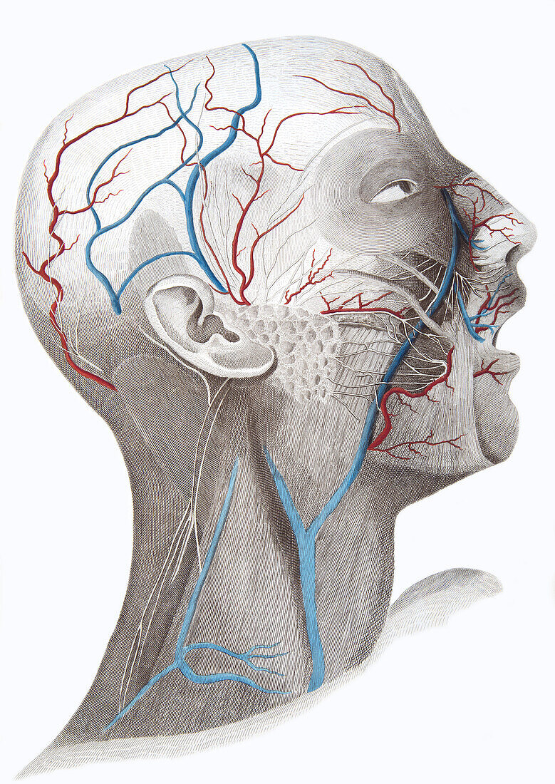 Face and neck anatomy, illustration