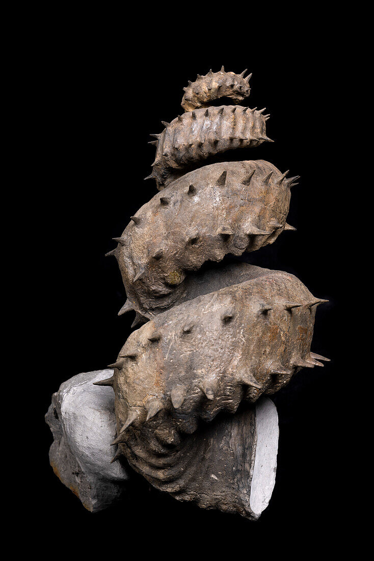 Turrilites sp. cephalopod fossil