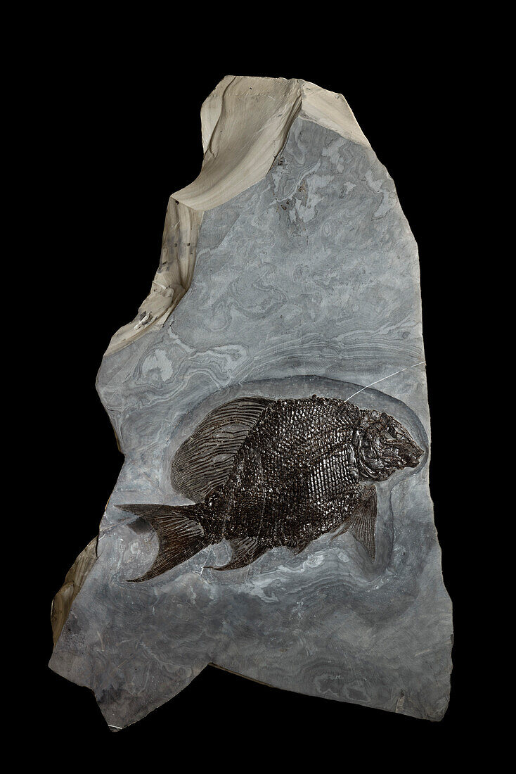 Heterolepidotus ornatus fish