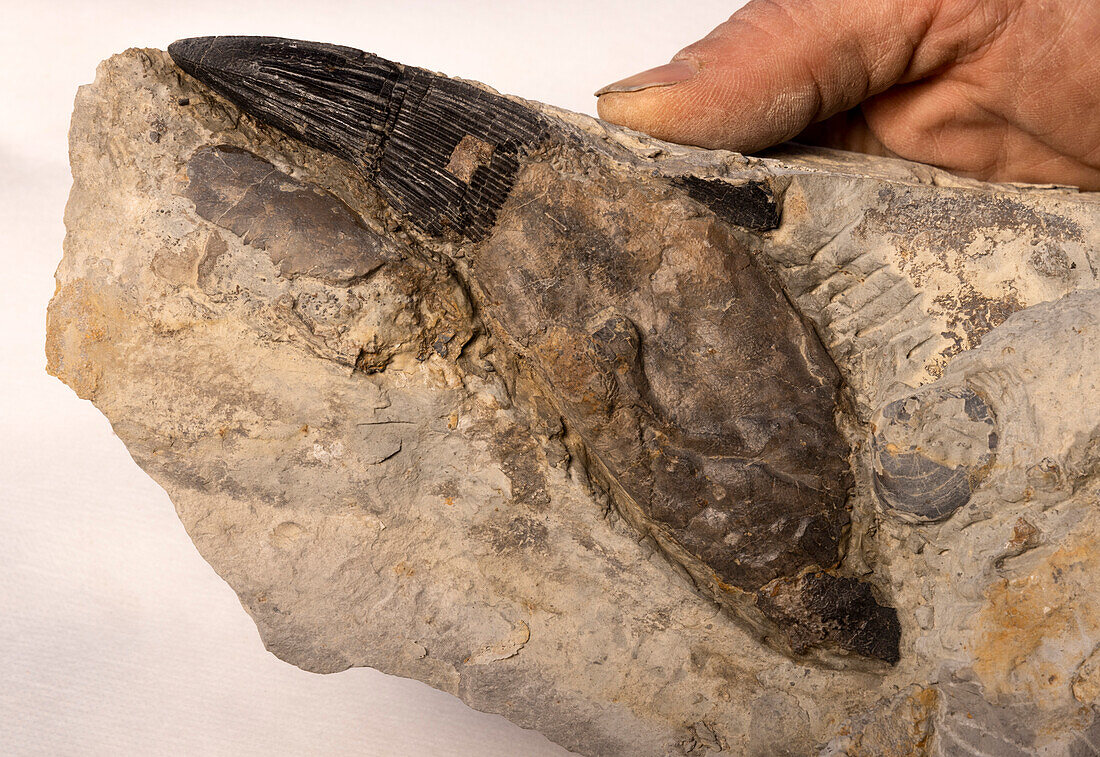 Pliosaur tooth fossil