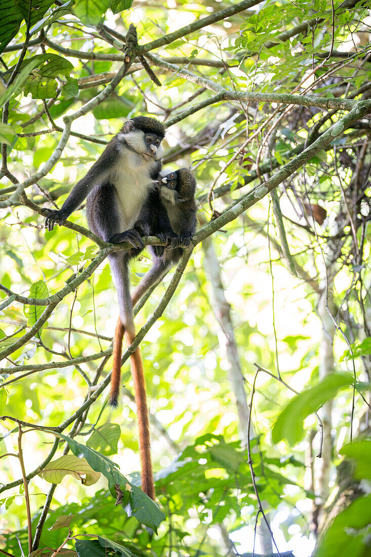 Red-tailed monkey baby breastfeeding