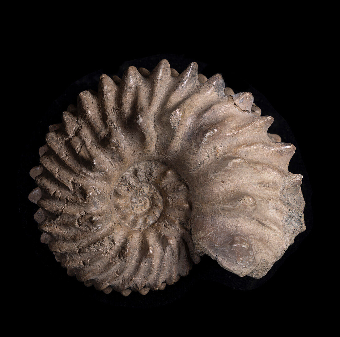 Hoplites dentatus ammonite fossil