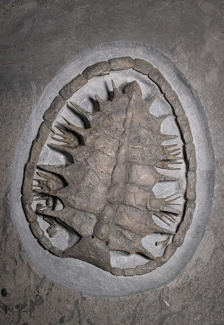 Glarochelys sp. turtle shell