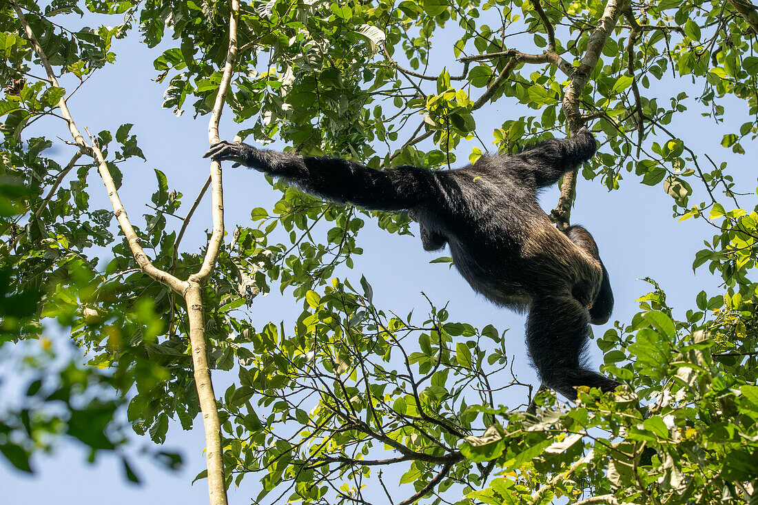 Eastern chimpanzee swinging from a tree