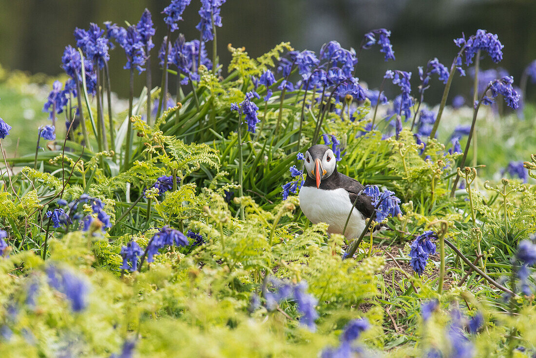 Puffin among bluebells and sea campion