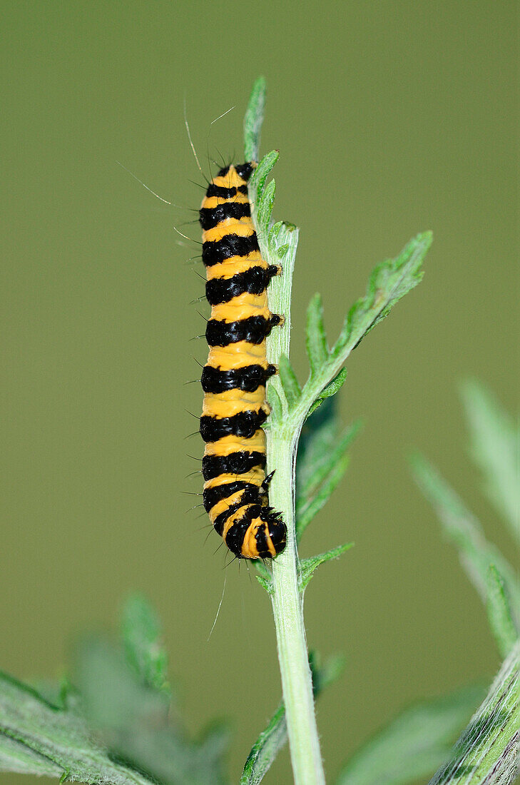 Cinnabar moth caterpillar stripping a ragwort plant