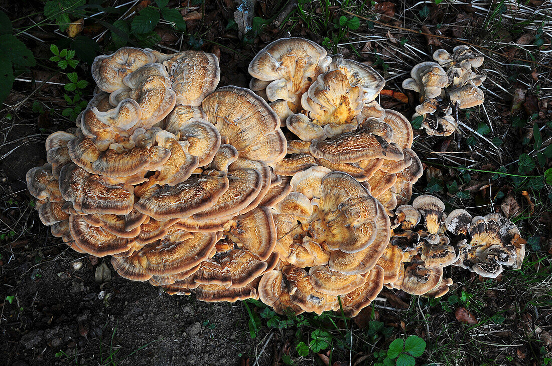 Giant polypore (Meripilus giganteus)