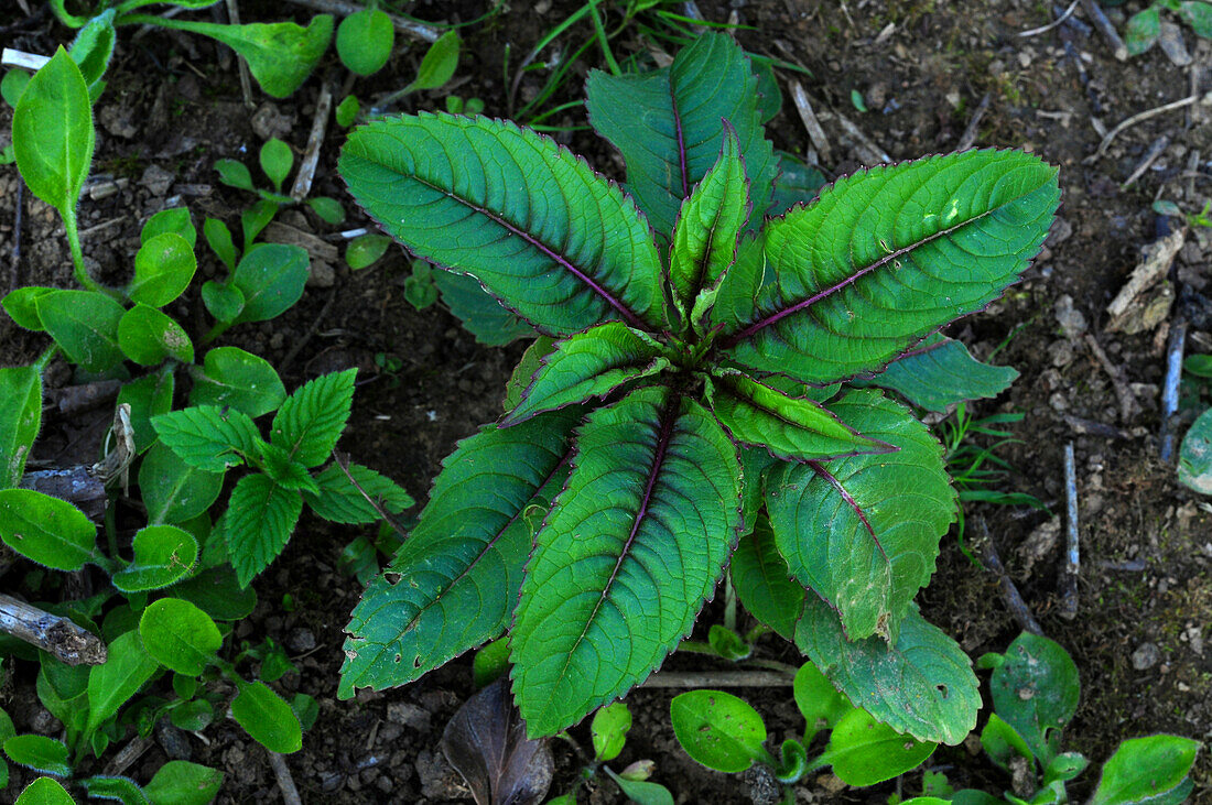 Indian balsam (Impatiens glandulifera) seedling