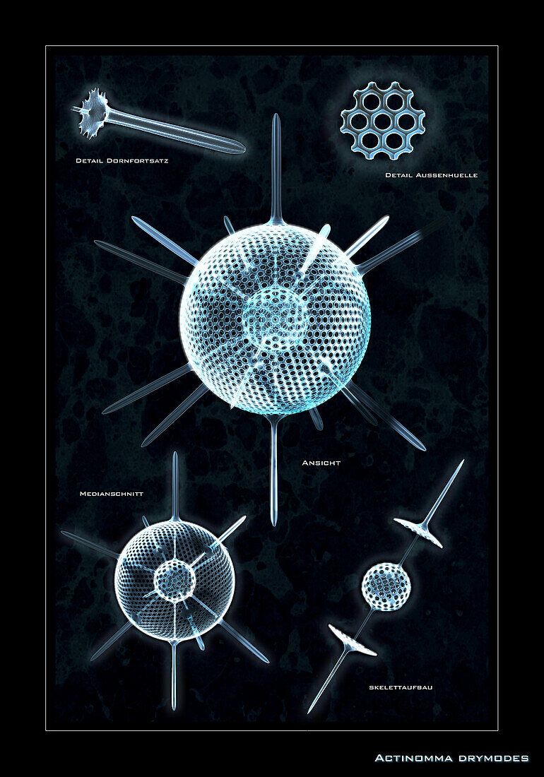 Assembly of the radiolarian Actinomma drymodes, illustration