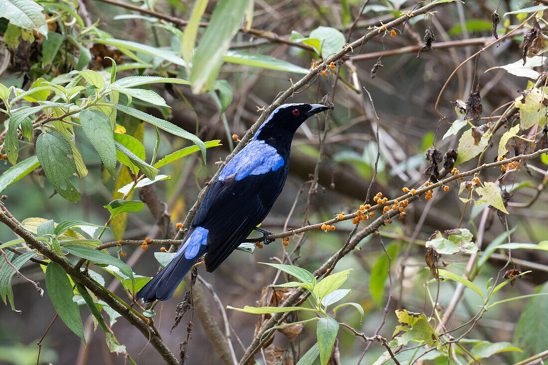 Asian fairy bluebird
