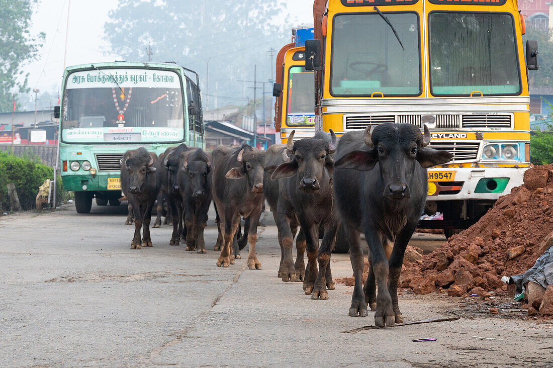 Buffaloes on the road